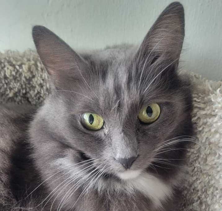 Photo of Penny