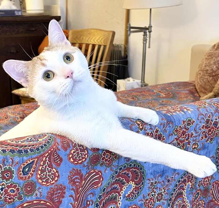 Photo of Jinx
