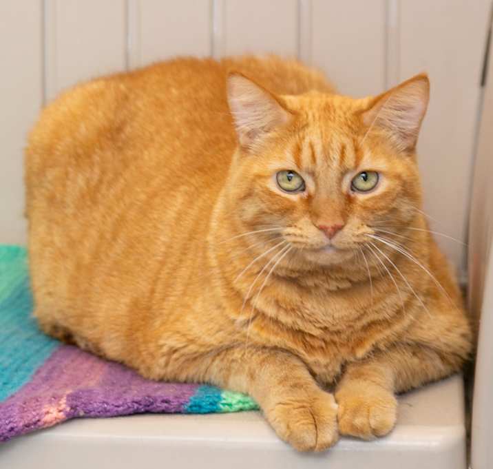 Photo of Toby