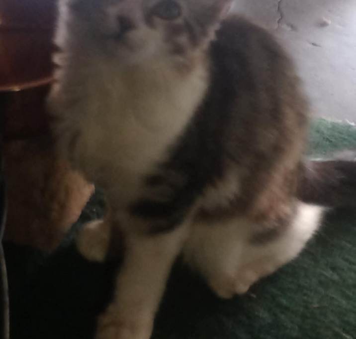 Photo of Floofy