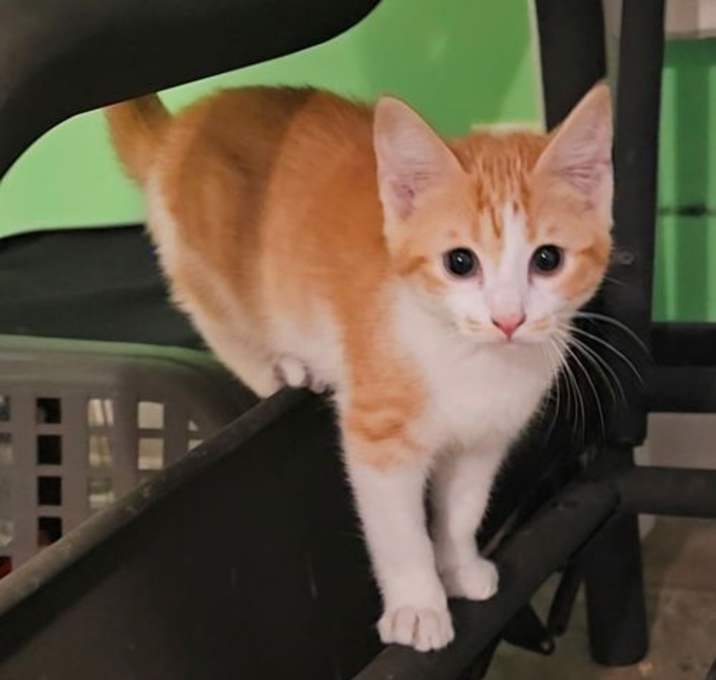 Photo of Marmalade