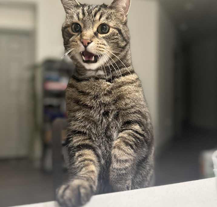 Photo of Jax