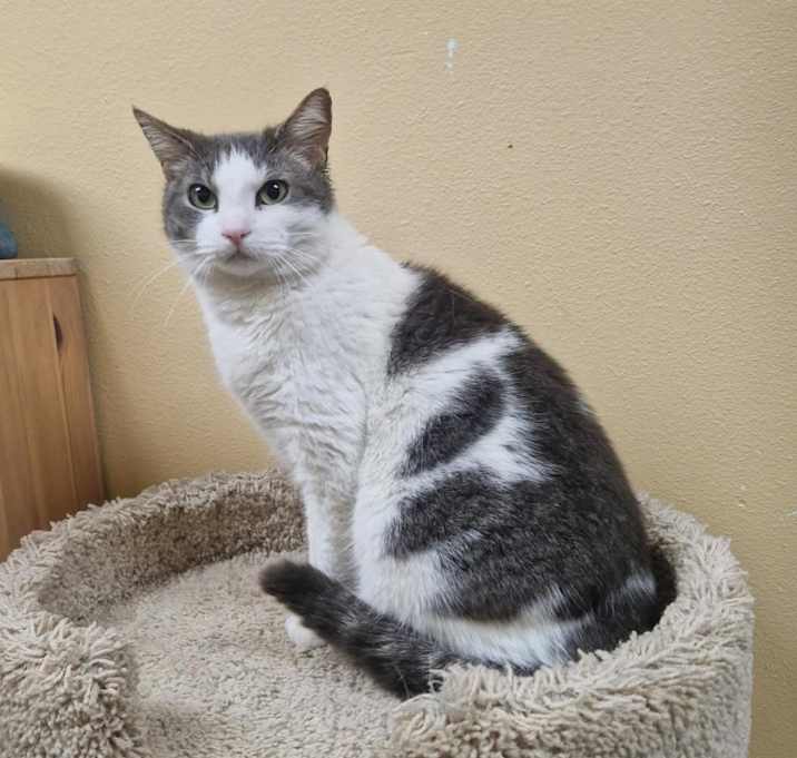 Photo of Petunia