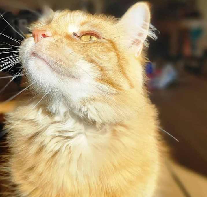 Photo of Cheeto