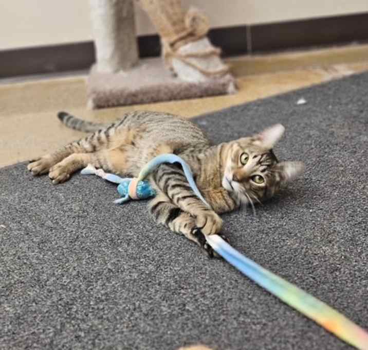 Photo of Niko