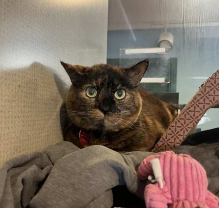 Photo of Torta - Bonded to Tabby Girl -