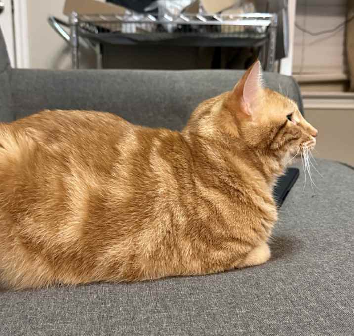 Photo of Cooper