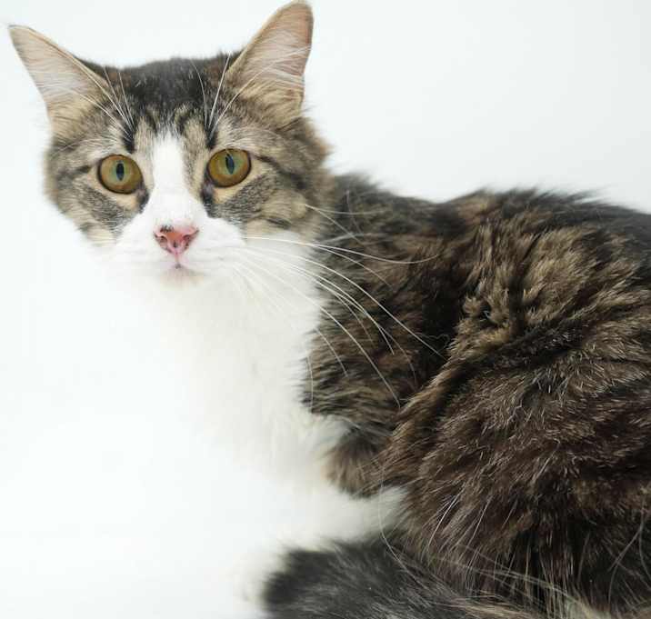 Photo of Mango