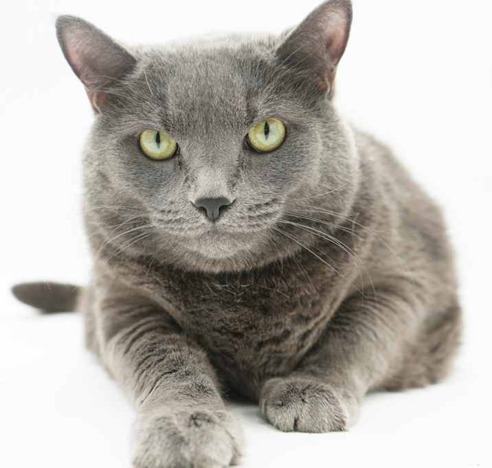 Photo of Goose