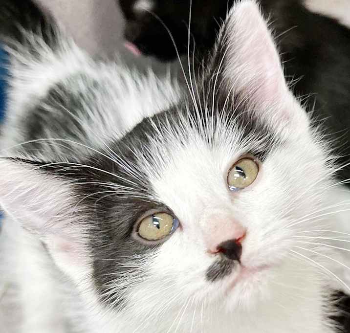 Photo of Mister