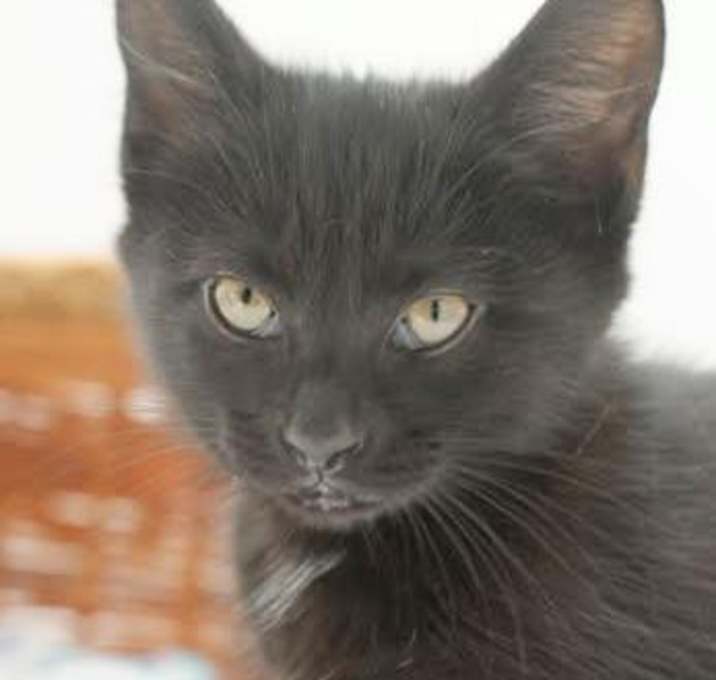 Photo of Misses