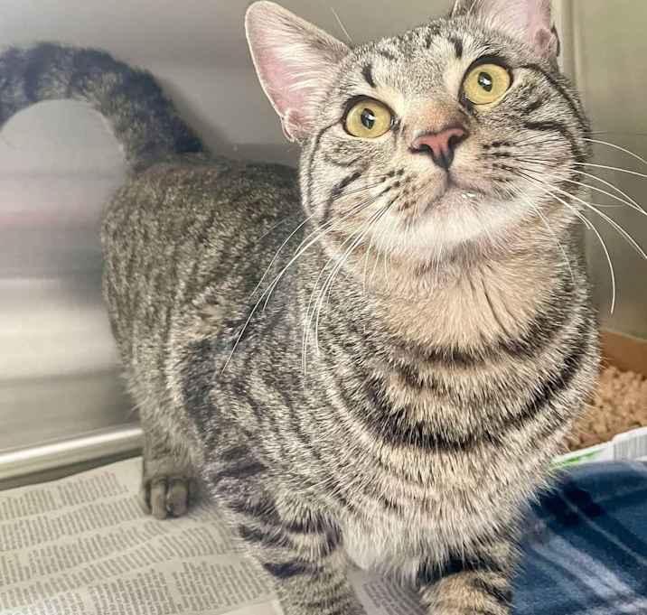 Photo of Tigger