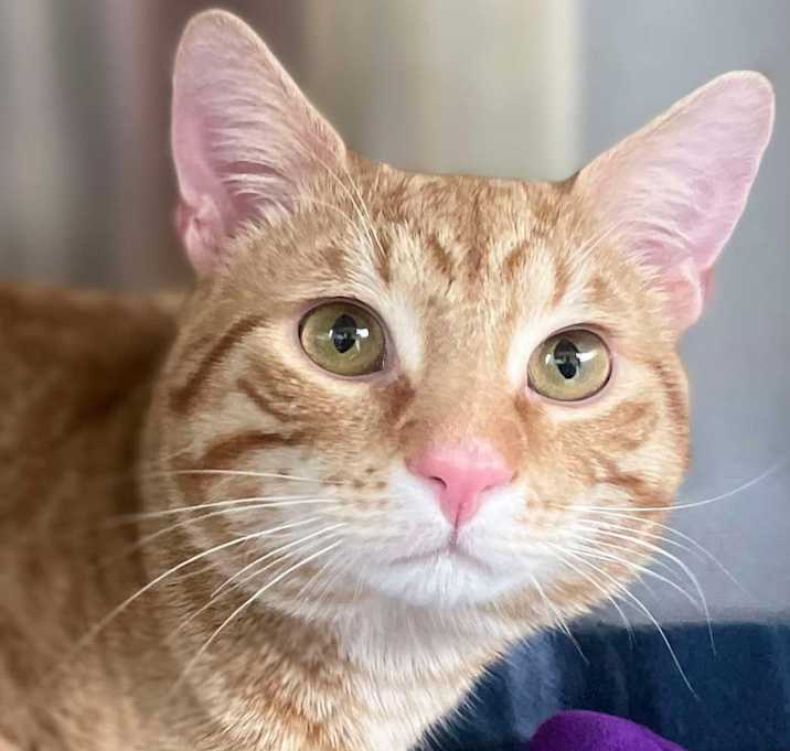 Photo of Pumpkin