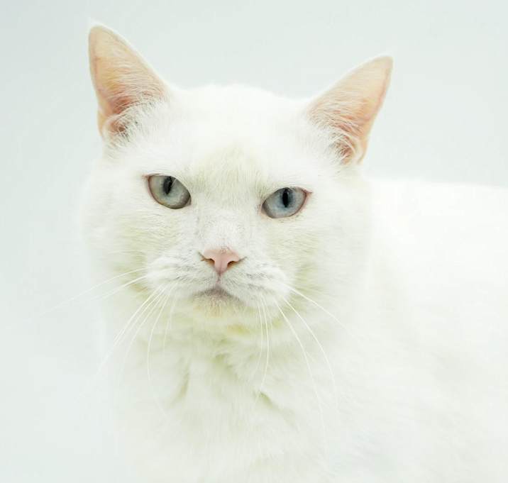 Photo of Blizzard