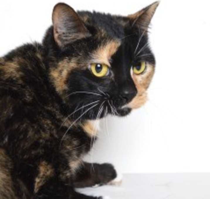 Photo of Princess