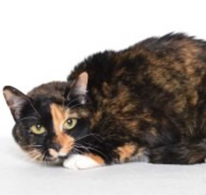 Photo of Lulu