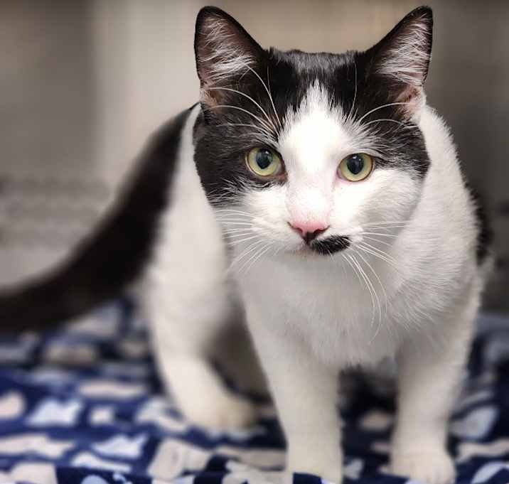 Photo of Domino