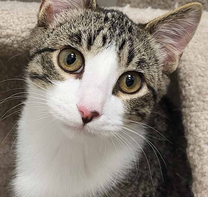 Photo of Gizmo