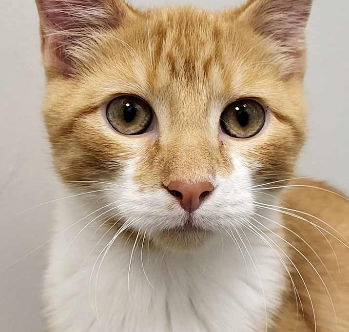 Photo of Stripe