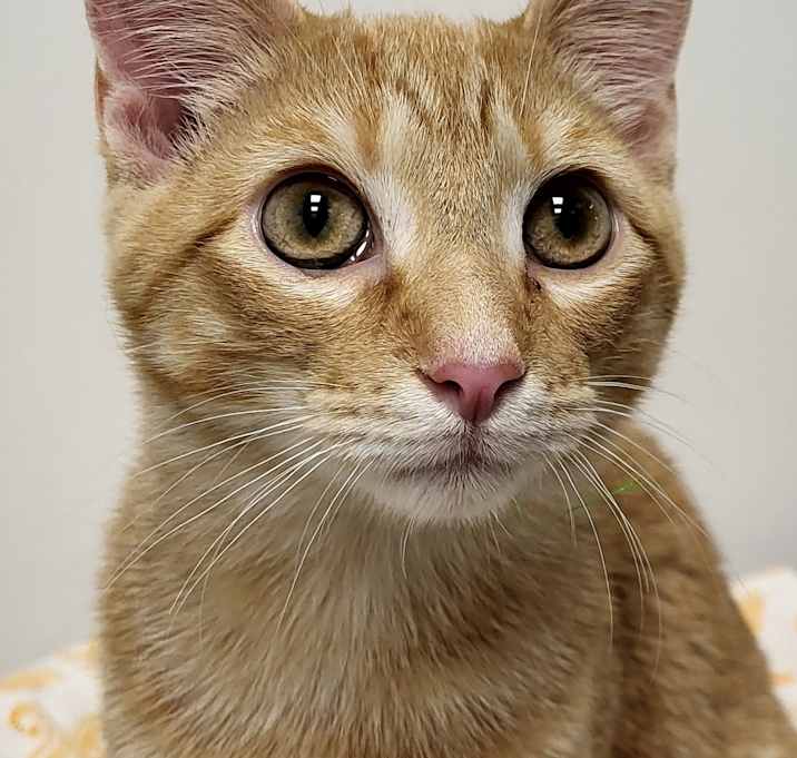 Photo of Mohawk