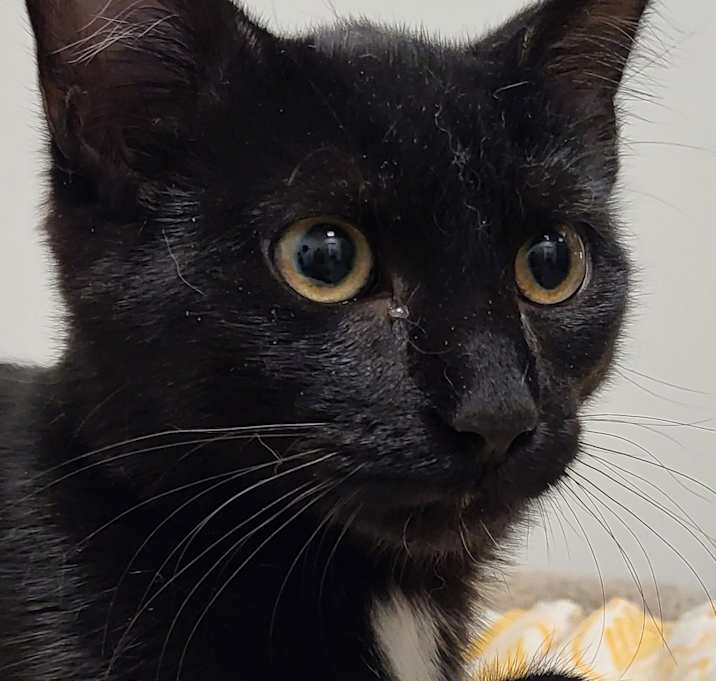 Photo of Sparky