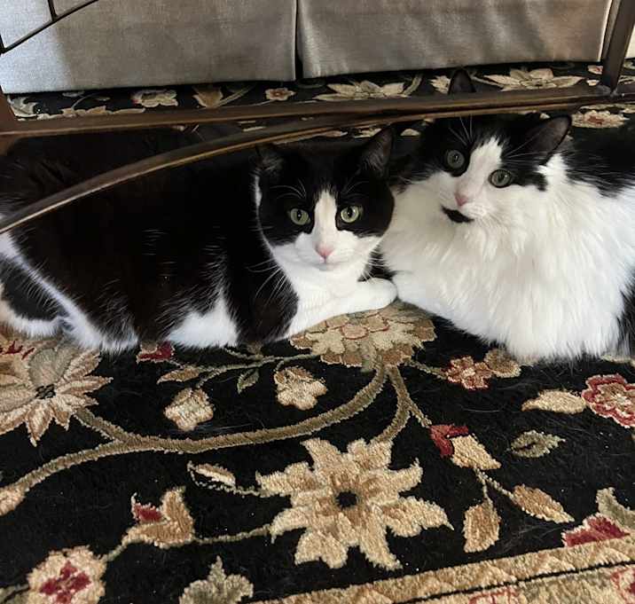 Photo of Moomoo