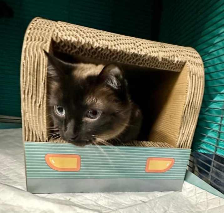 Photo of Coco