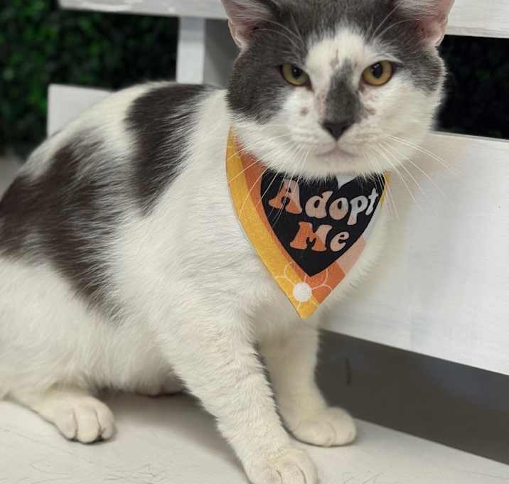 Photo of Kenickie