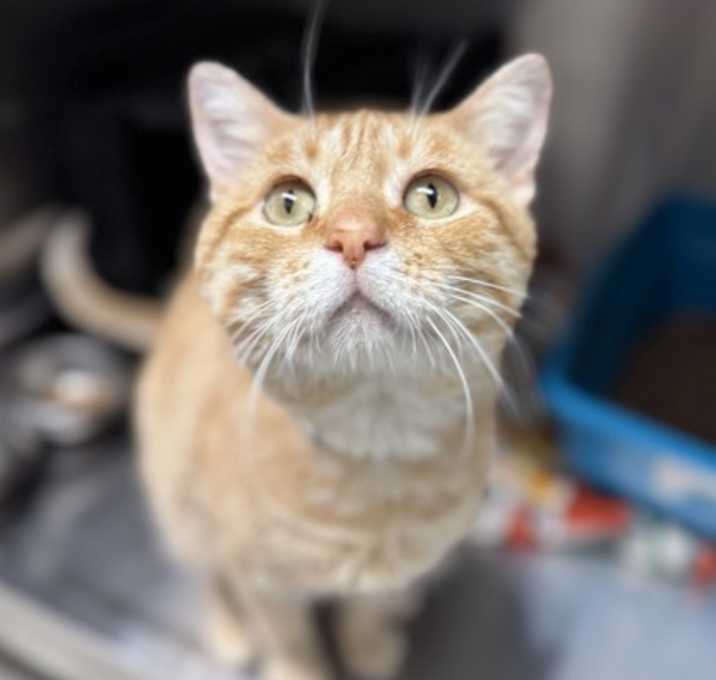 Photo of Mr Meowdis