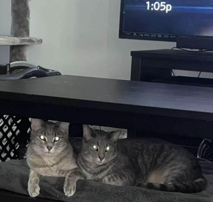 Photo of Dixie / Zeus