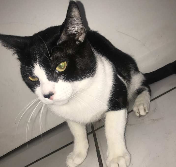 Photo of Momo