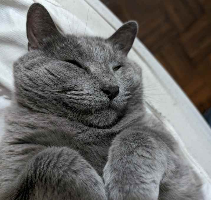 Photo of Buttercup