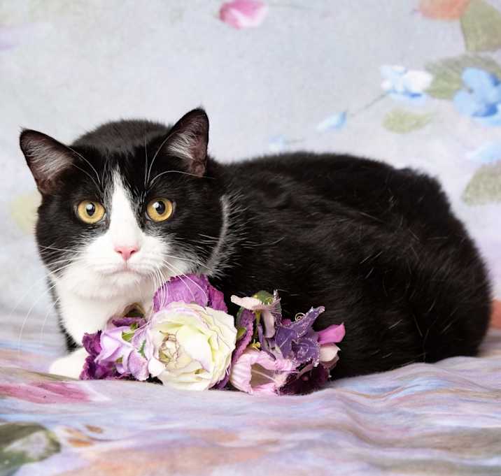 Photo of Nibbles