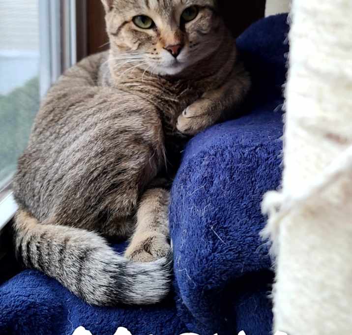 Photo of Mipha