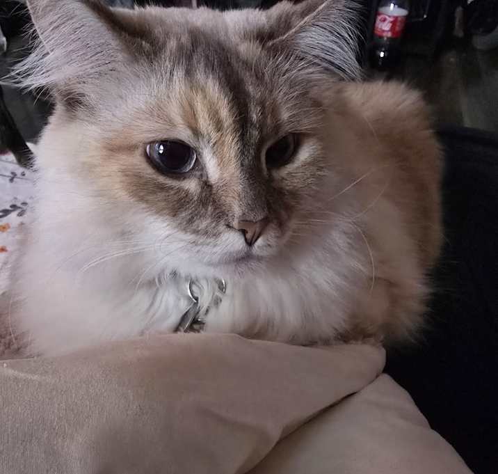 Photo of Bubbles