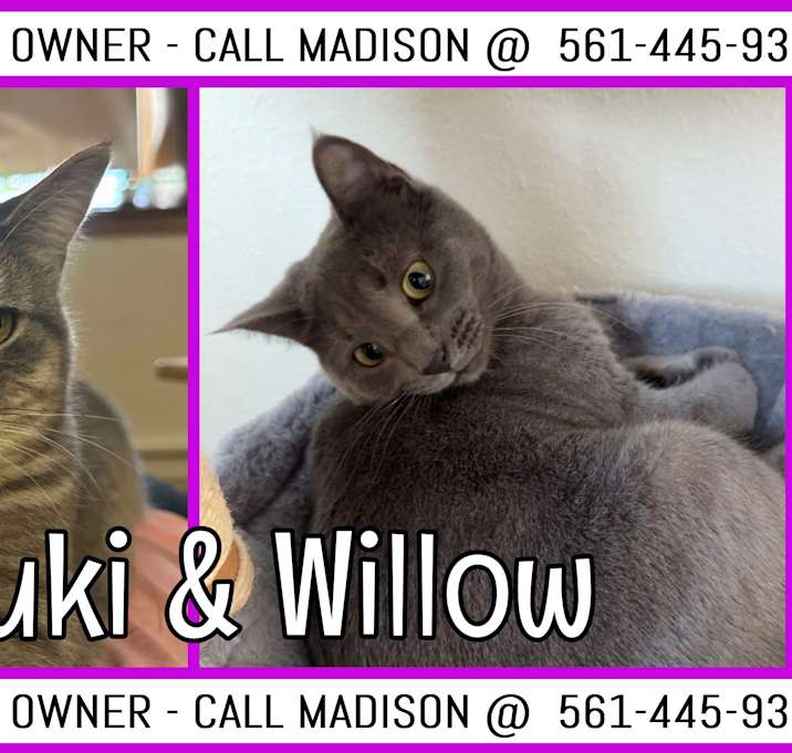 Photo of Tsuki & Willow - COURTESY LIST