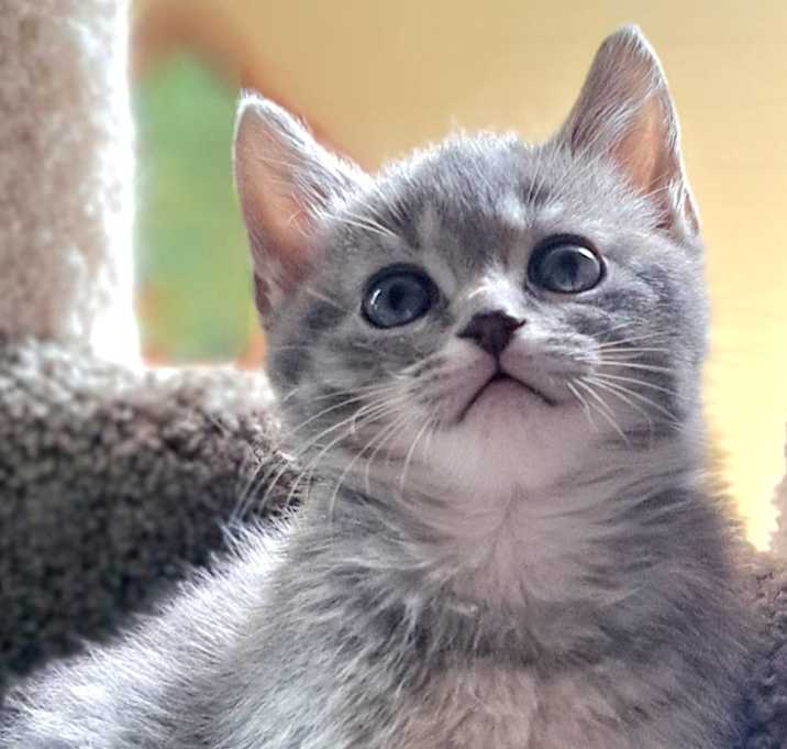 Photo of Muffin