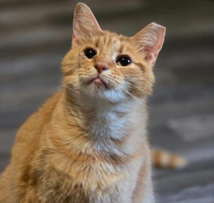 Photo of Korina