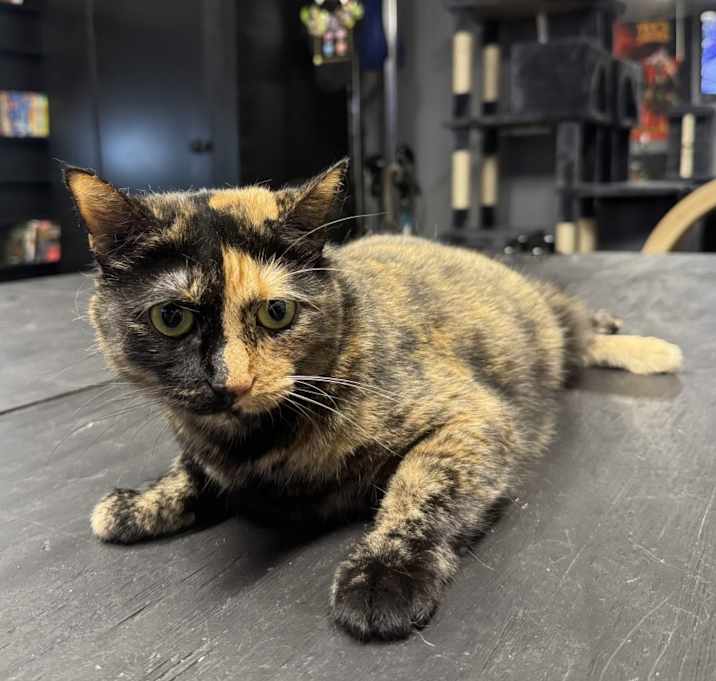 Photo of Luna