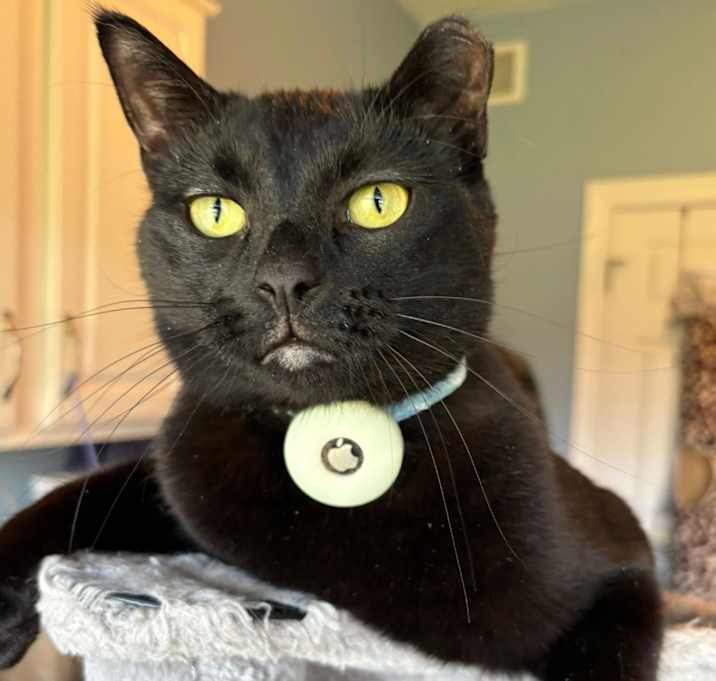 Photo of Chester