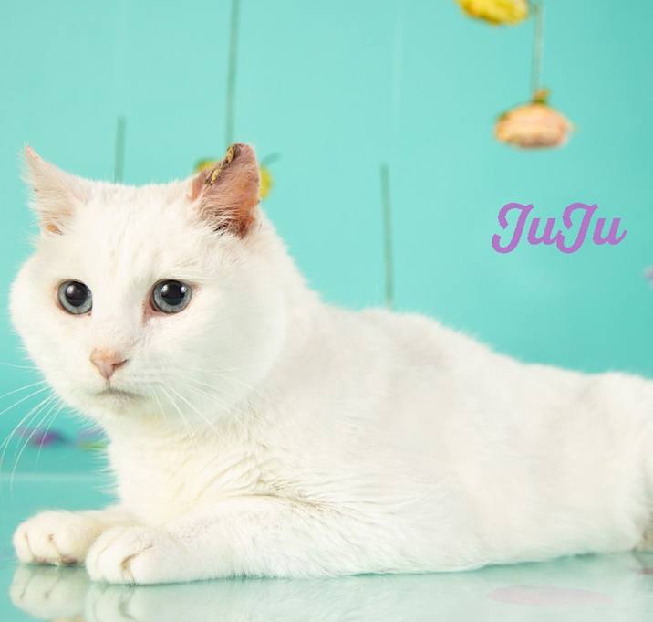 Photo of Juju