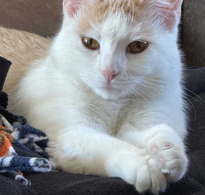 Photo of Bella