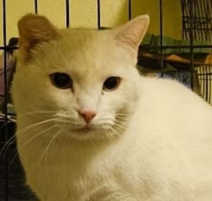 Photo of Angel