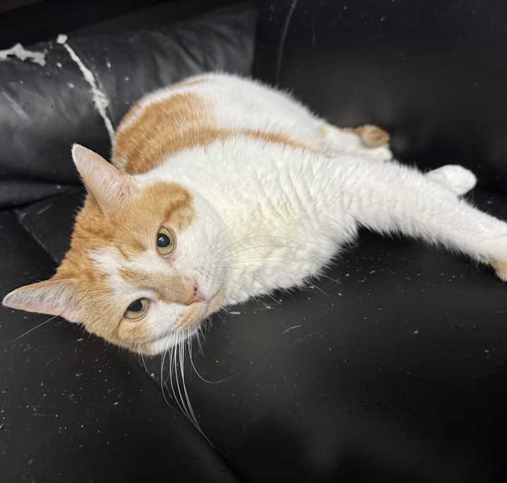 Photo of Peaches