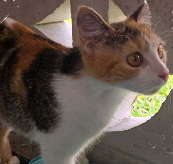 Photo of Opal - Petsmart Plantation Foster Home