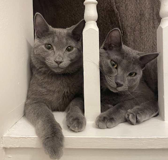 Photo of Mira & Cole