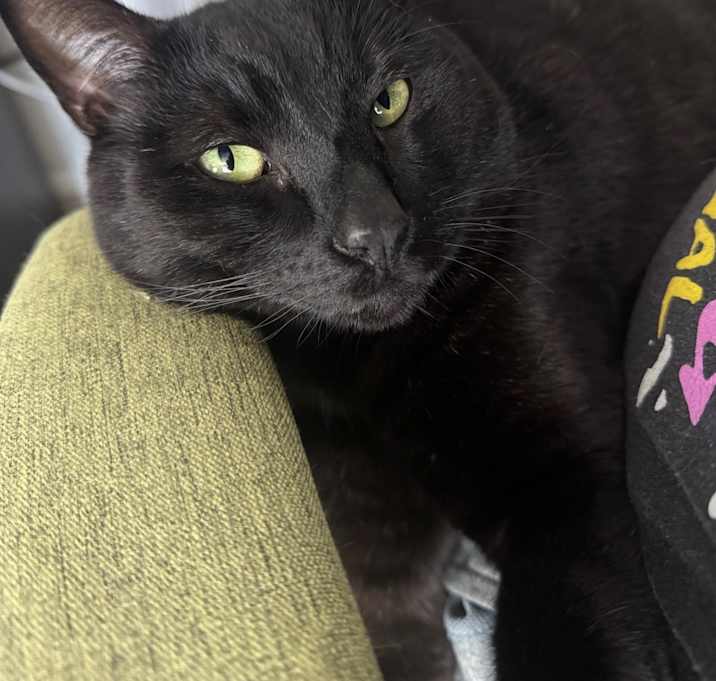 Photo of Nibbler