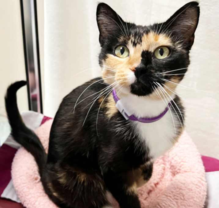 Photo of Cookie