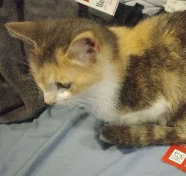Photo of Bella Calico Cali GIRL!
