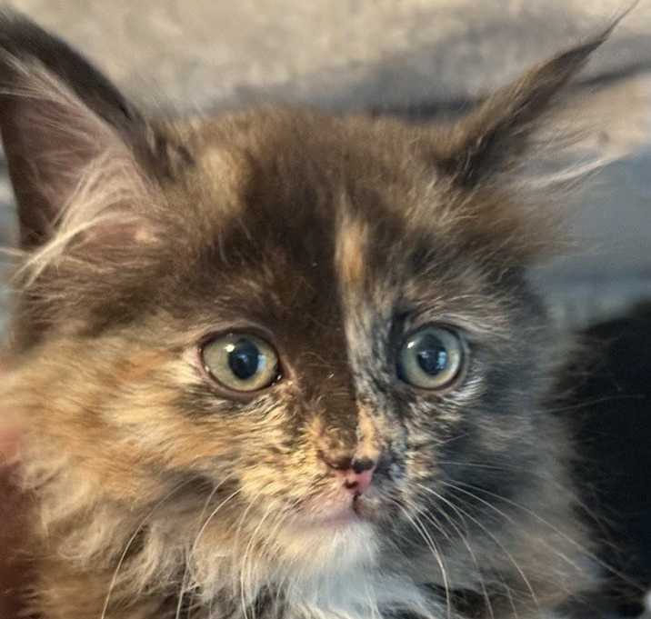 Photo of Chai - MS